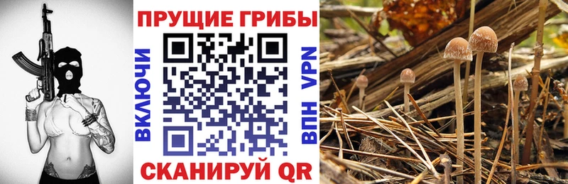 Галлюциногенные грибы MAGIC MUSHROOMS  Ленинградская 